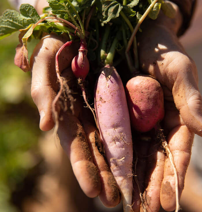 Farm to Table