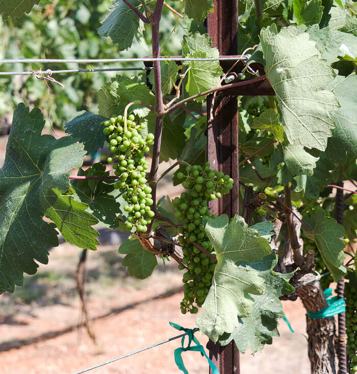 winery-day-trips