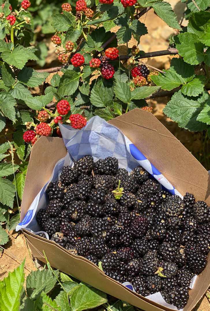 Delicious Berries in box
