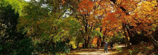 Autumn trail surrounded by colorful orange, yellow, and green trees.