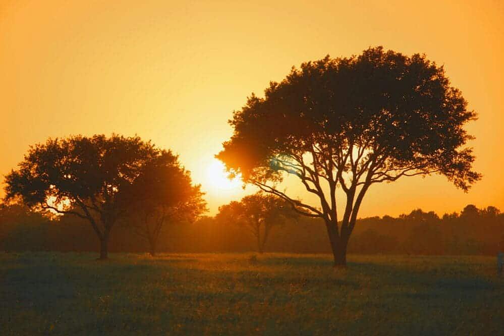 trees